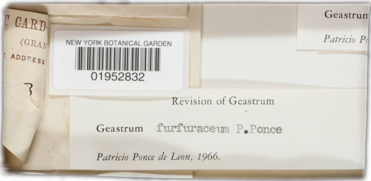 Geastrum furfuraceum image