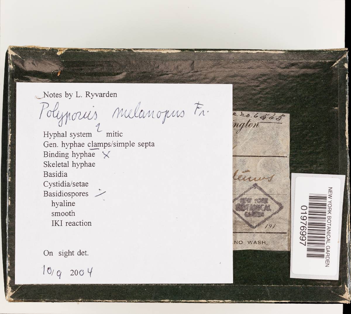 Polyporus guianensis image