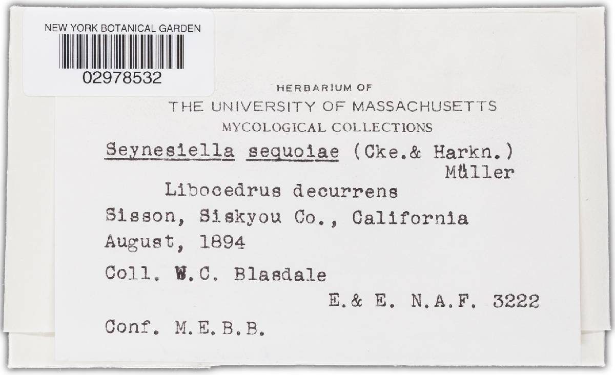 Seynesiella sequoiae image