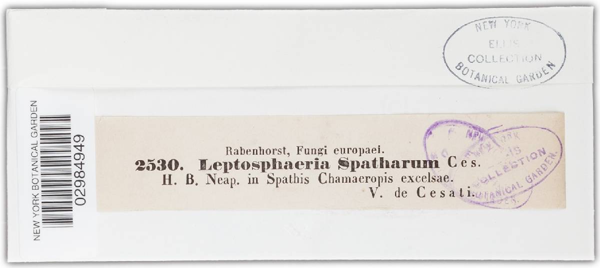 Leptosphaeria spatharum image