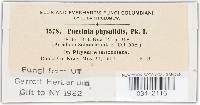 Puccinia physalidis image