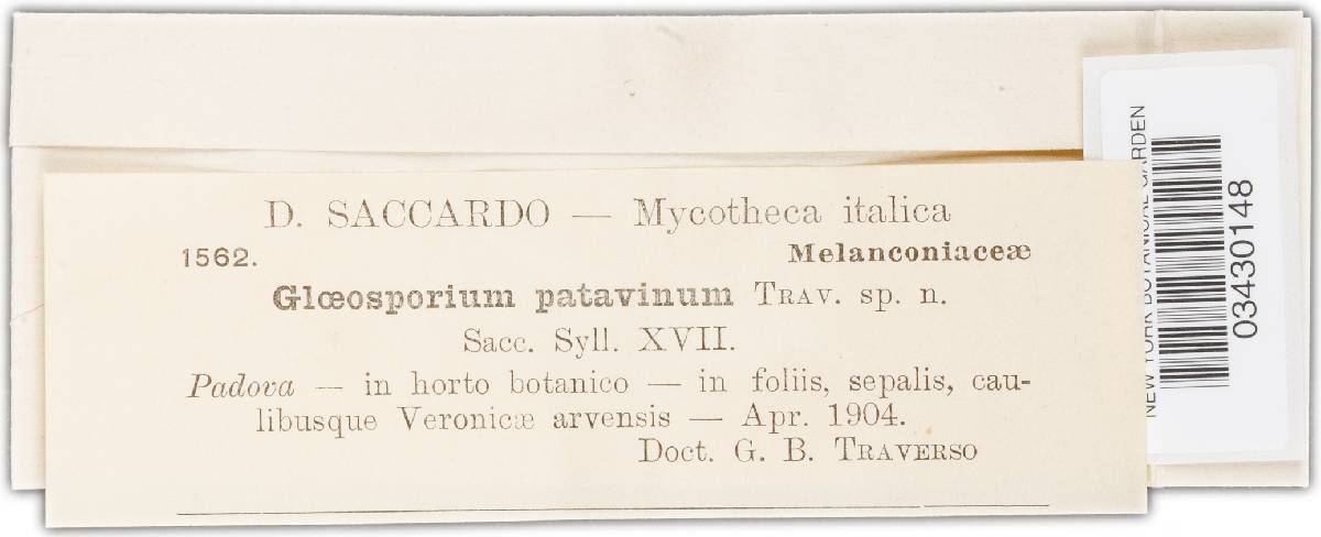 Gloeosporium patavinum image