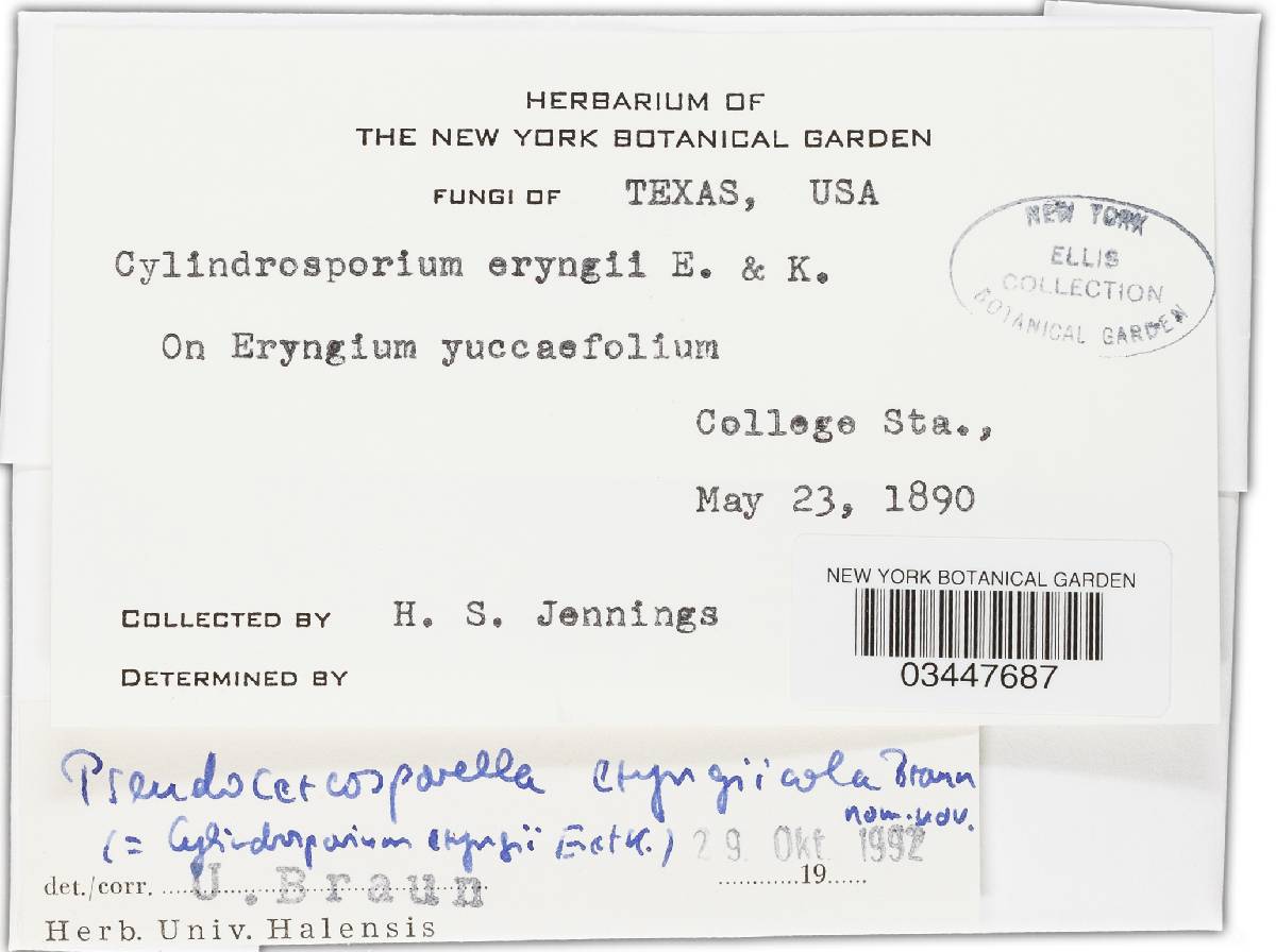Cylindrosporium eryngii image