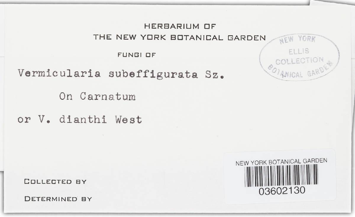 Vermicularia subeffigurata image