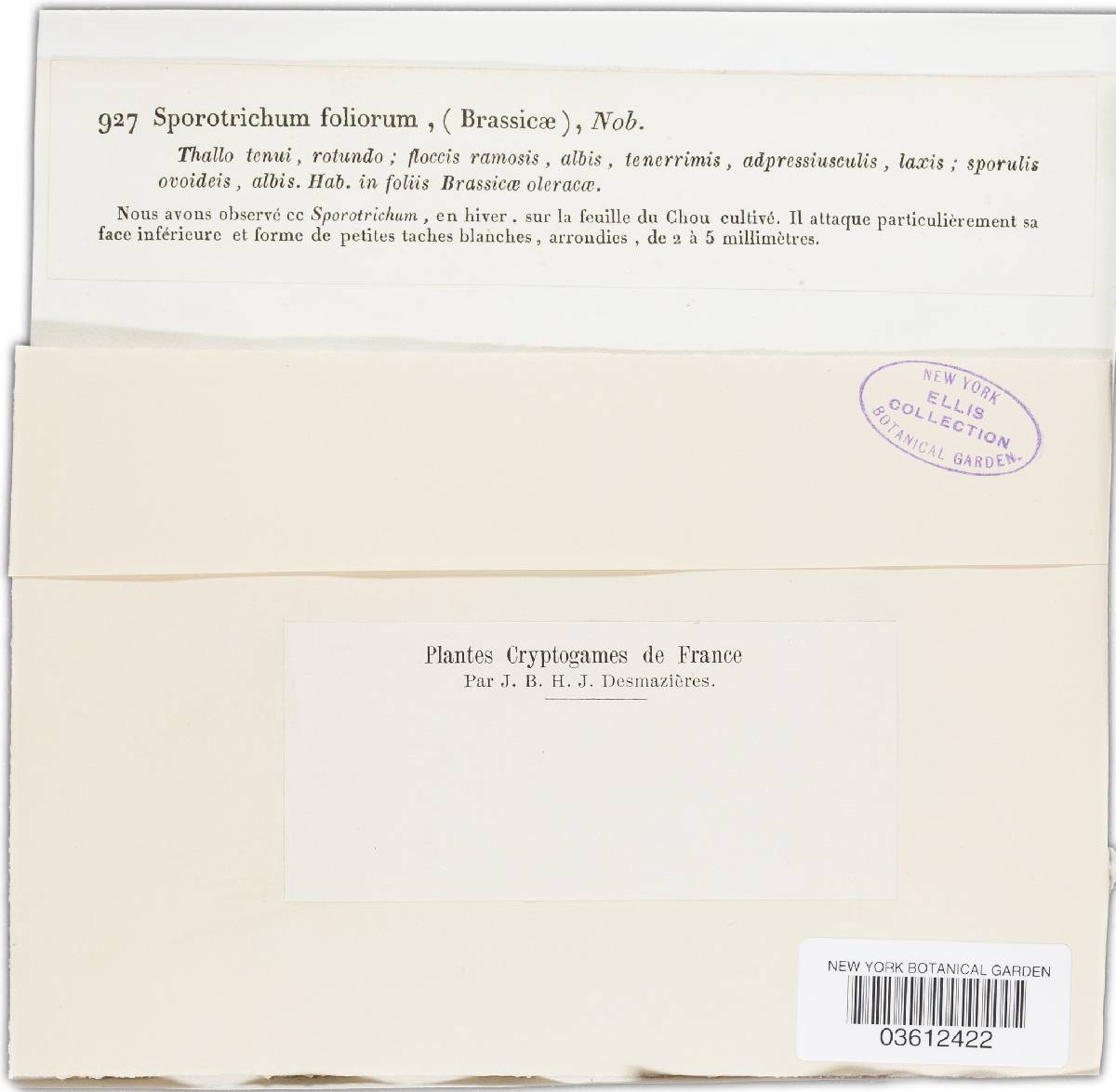 Sporotrichum foliorum image