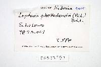 Porostereum phellodendri image