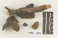 Echinodontium ballouii image