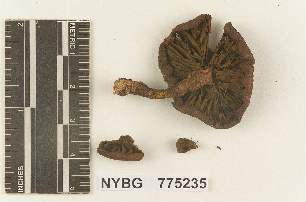 Gymnopilus castaneus image