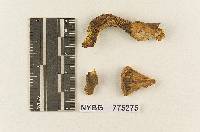 Gymnopilus longisporus image