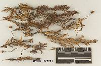 Micromphale sequoiae image