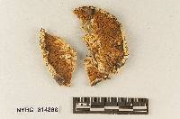 Hebeloma farinaceum image
