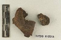 Melanoleuca australis image
