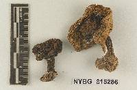 Cortinarius olivaceostramineus image