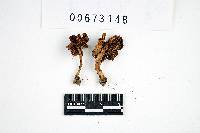 Inocybe neobrunnescens image