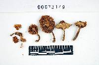 Inocybe fuscodisca image