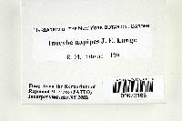 Inocybe napipes image
