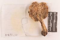 Russula perlactea image