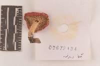 Russula subpunctata image