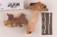 Russula subtenuiceps image