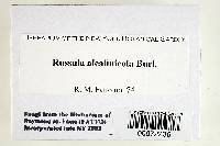 Russula alcalinicola image