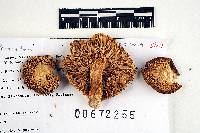 Russula abietina image