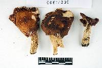 Russula brunneoviolacea image