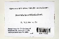 Russula humidicola image