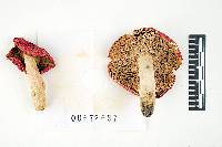 Russula pseudolepida image