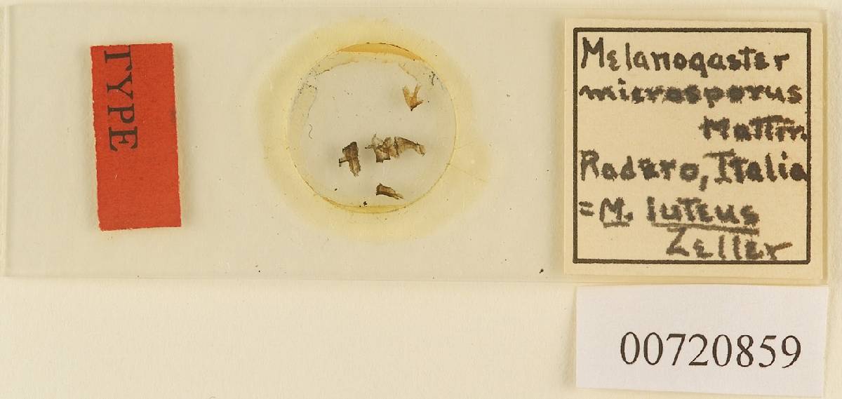 Melanogaster microsporus image