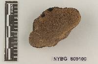 Rhizopogon oswaldii image