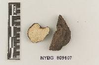 Rhizopogon pinyonensis image