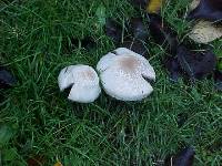 Image of Agaricus subrufescens