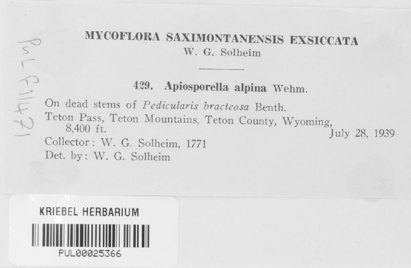 Apiosporella alpina image