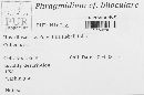 Phragmidium biloculare image