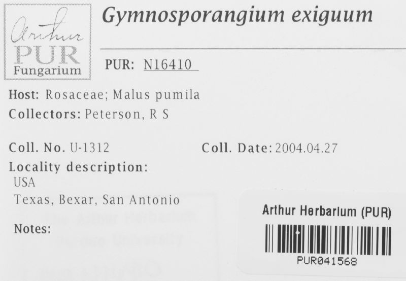 Gymnosporangium exiguum image