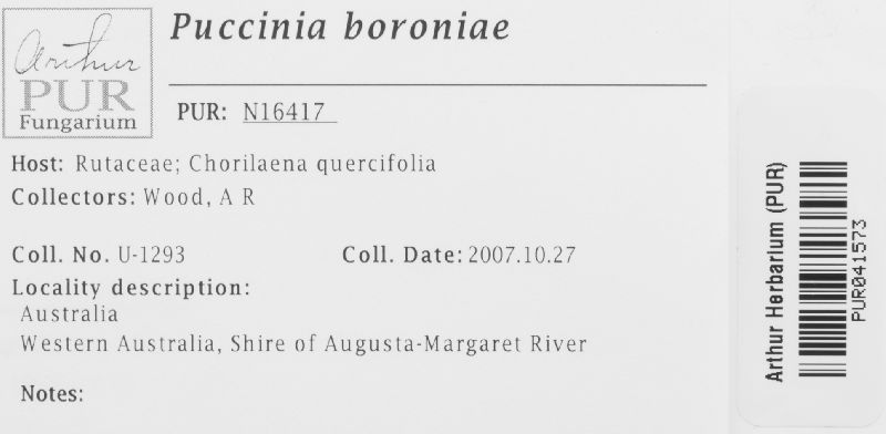 Puccinia boroniae image