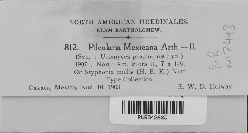 Pileolaria mexicana image