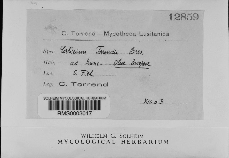 Leptocorticium torrendii image