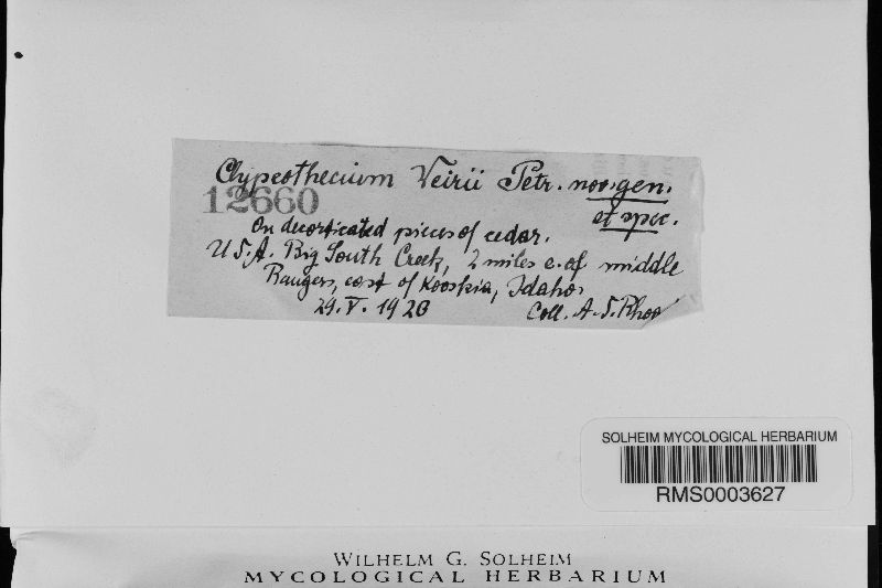 Clypeothecium weirii image