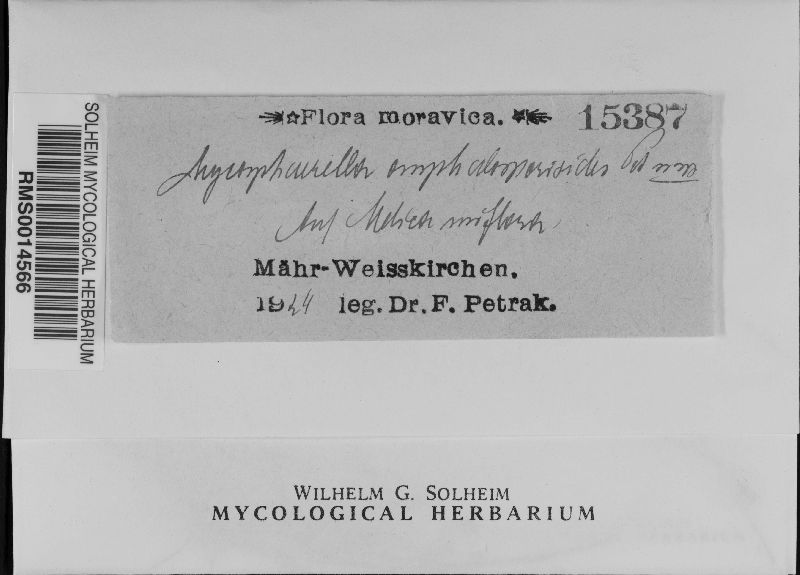 Mycosphaerella omphalosporoides image