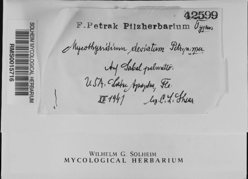 Mycothyridium deviatum image