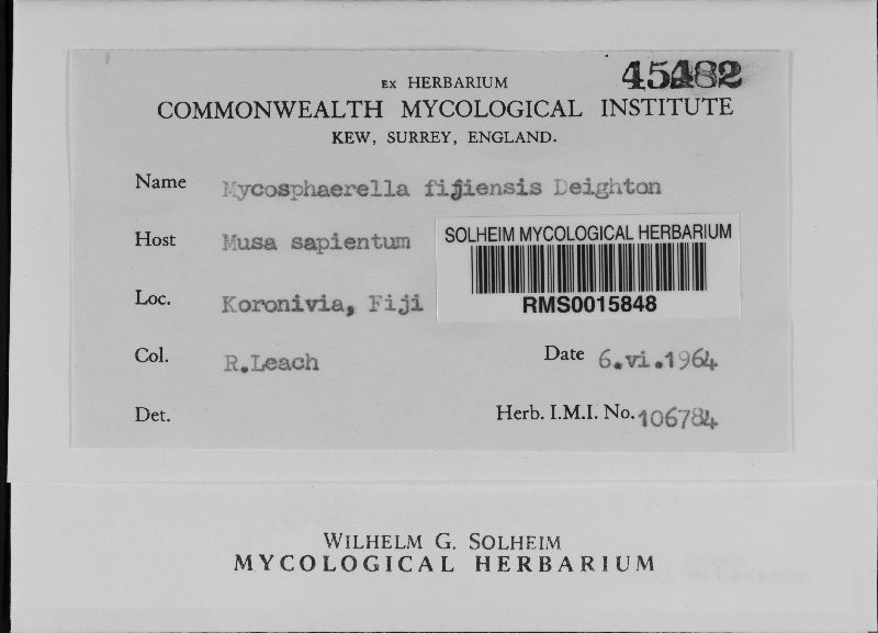 Mycosphaerella fijiensis image