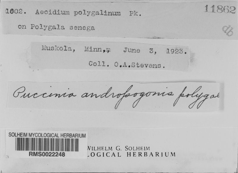 Puccinia andropogonis var. polygalina image