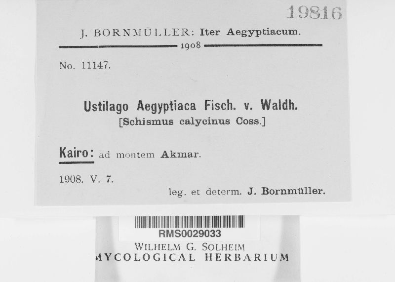 Sporisorium aegyptiacum image