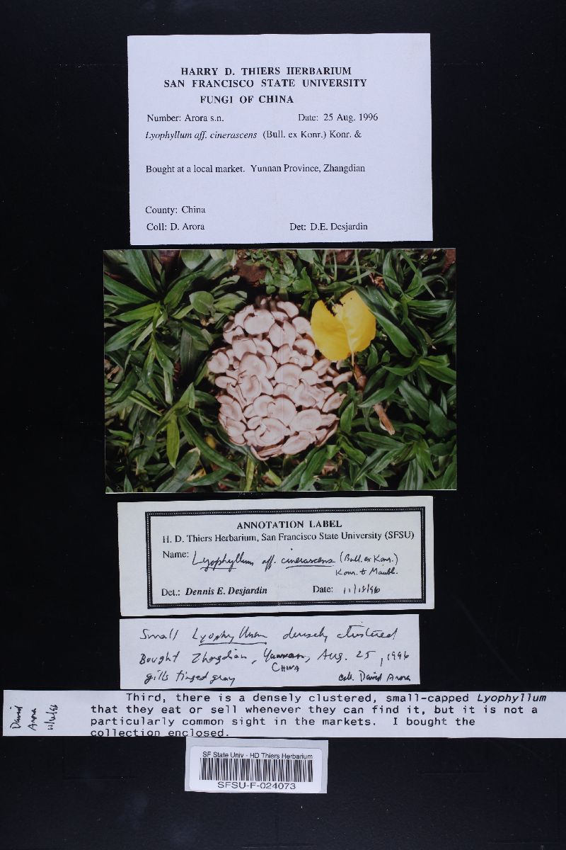 Lyophyllum cinerascens image