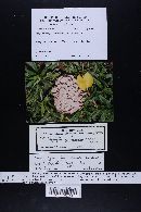 Image of Lyophyllum cinerascens