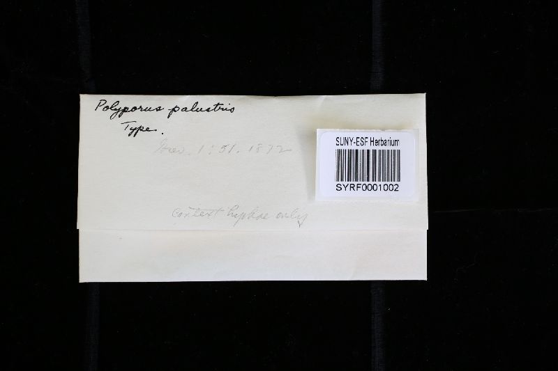 Fomitopsis palustris image