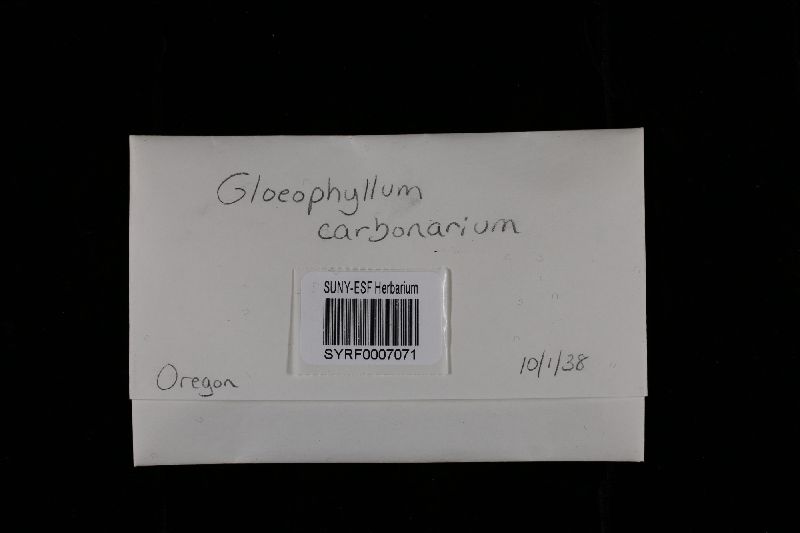 Gloeophyllum carbonarium image