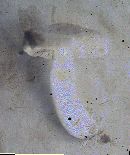 Cortinarius cylindripes image