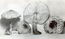 Lepiota cortinarius image